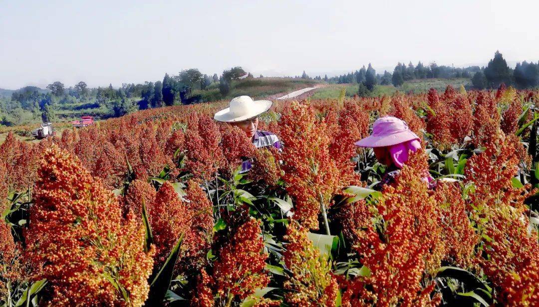 撂荒地裡長出紅高粱_蒲大爺