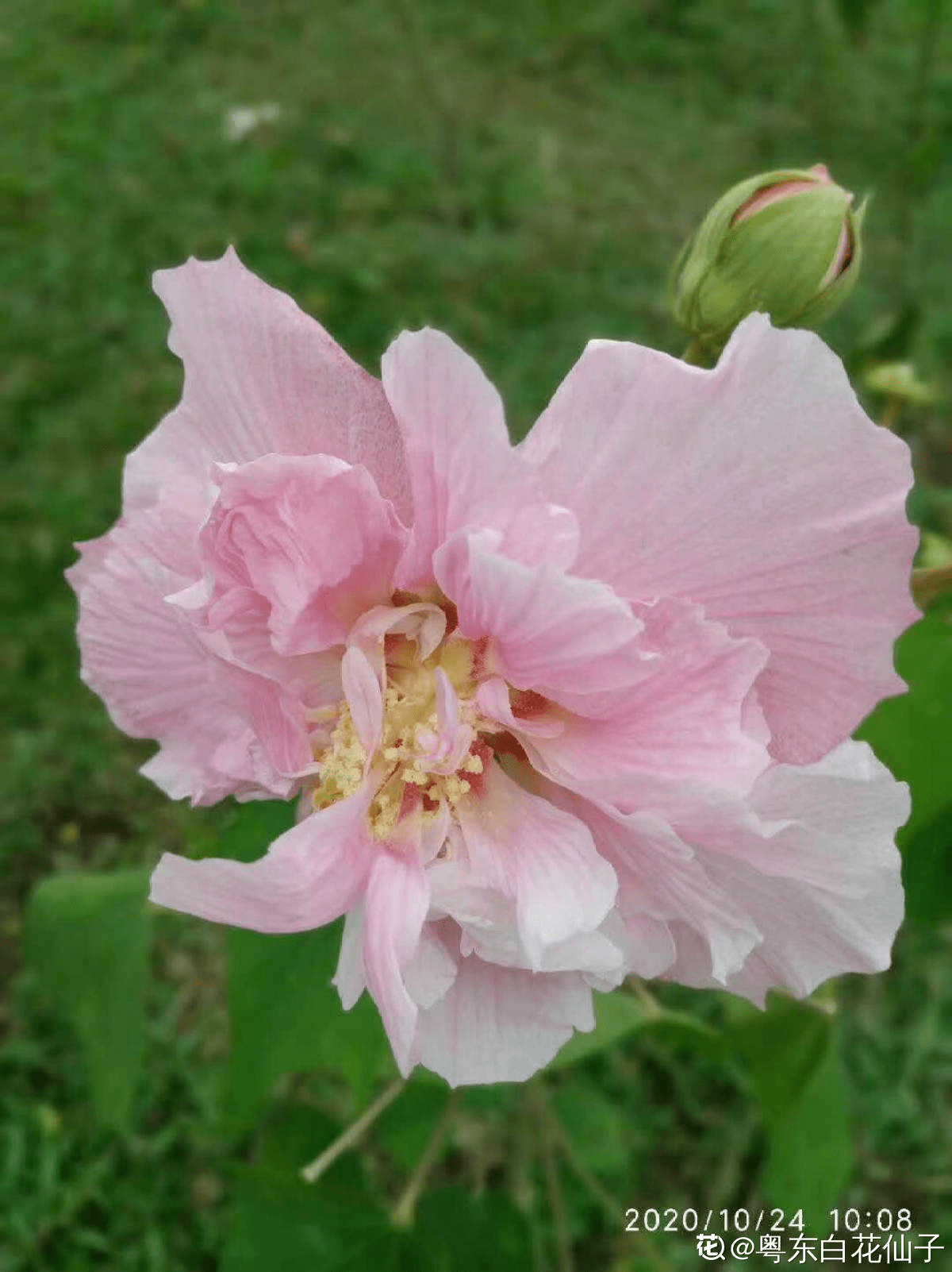 这3种 芙蓉 花 你见过几种 夏去秋来都在开 美丽和诗情并存 花花