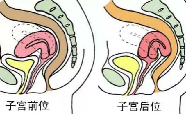 经期腰痛捶捶就舒服了 医生 快住手 子宫