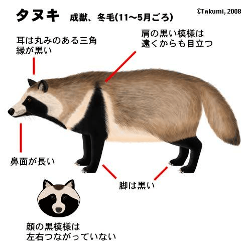 日本狸猫传说图片
