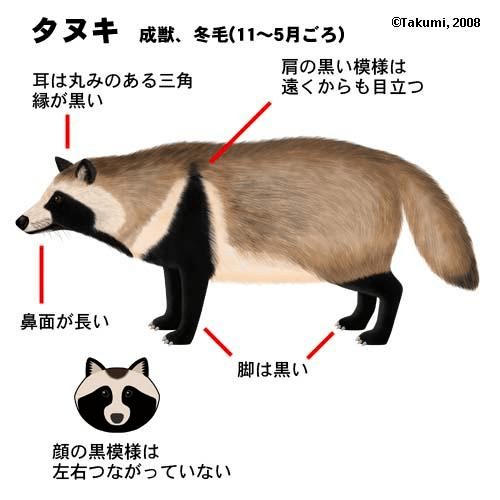 日本狸猫图片图片