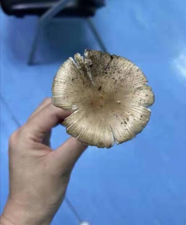 男子食用野生蘑菇后30分钟"人事不醒"!提醒:不要采食野生蘑菇
