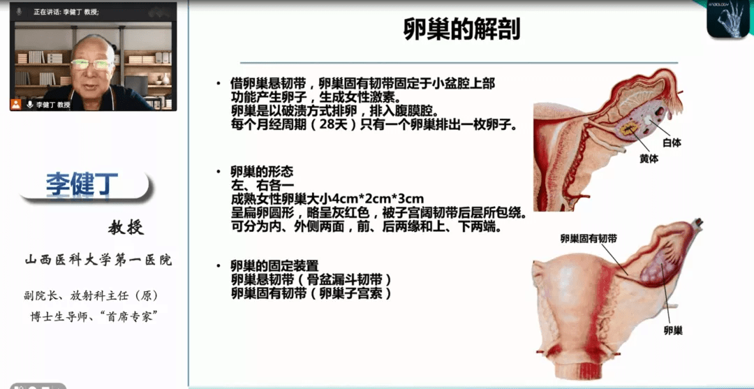 卵巢冠解剖图片