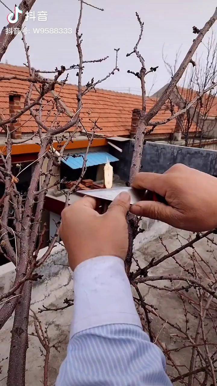 教你嫁接车厘子树当年就开花结果
