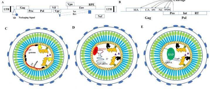 基于慢病毒开发的VLP介导 CRISPR/Cas9 递送实现高效安全的基因组编辑_蛋白