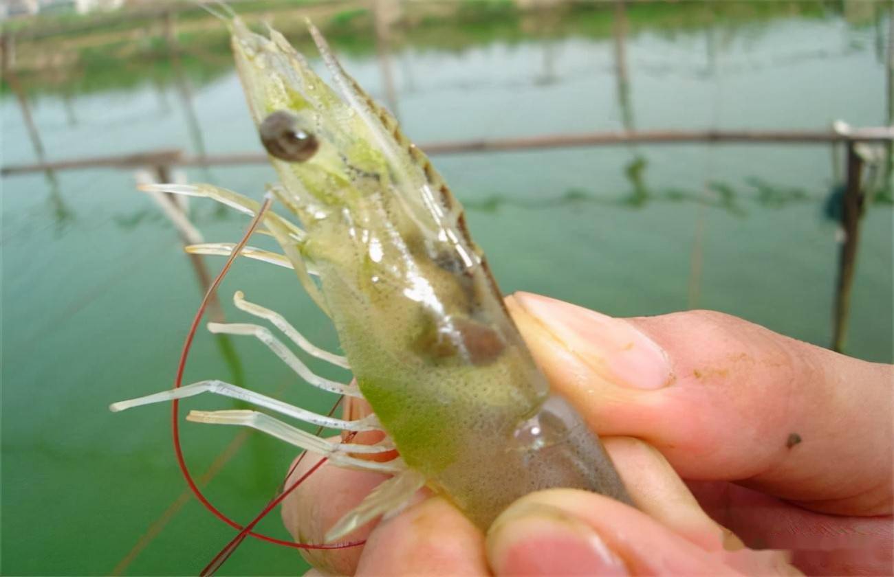 资助项目南美白对虾池塘种草与青蟹生态混养模式