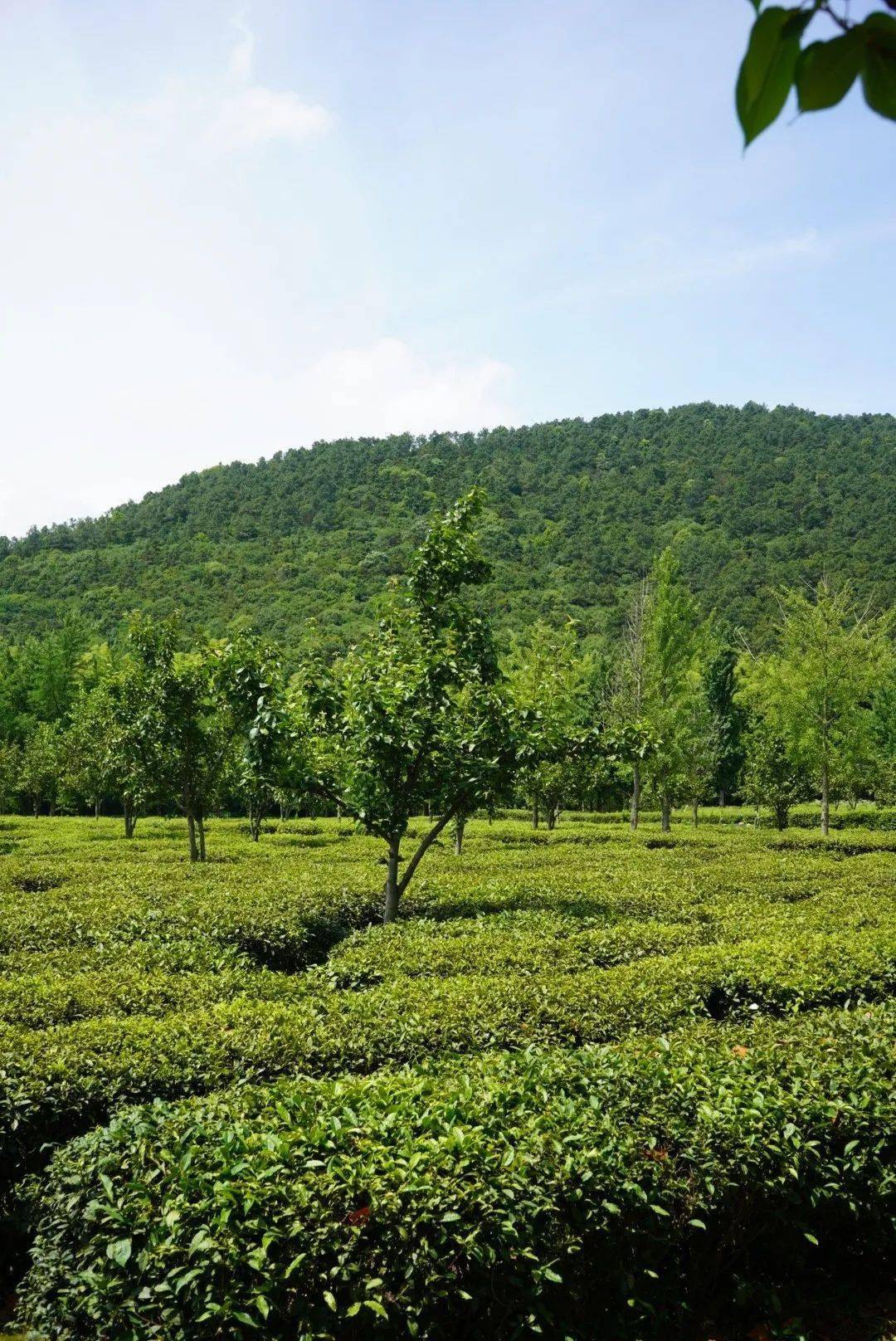 集合地点:旺山!(文末彩蛋)