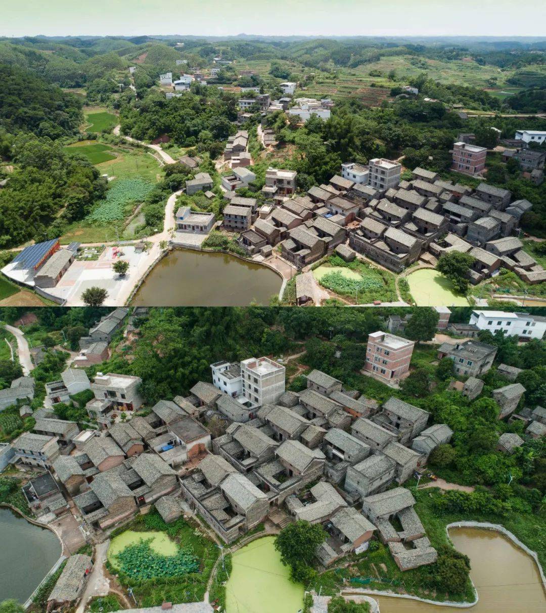 来 香一个 茉莉花