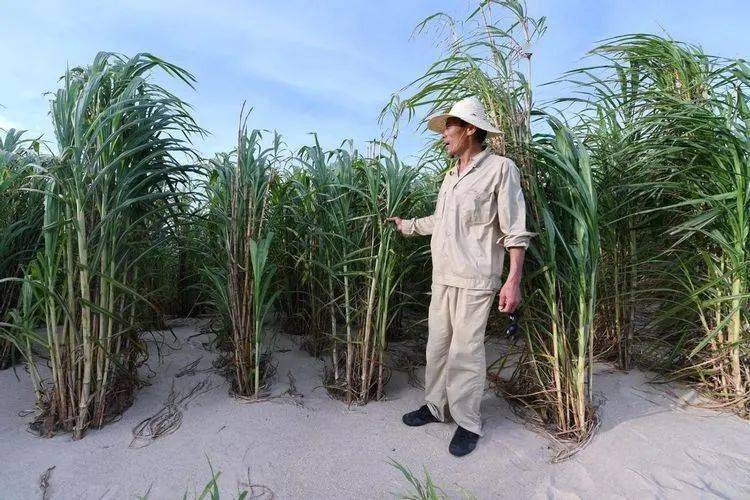 種植巨菌草真的能賺錢嗎?_草種