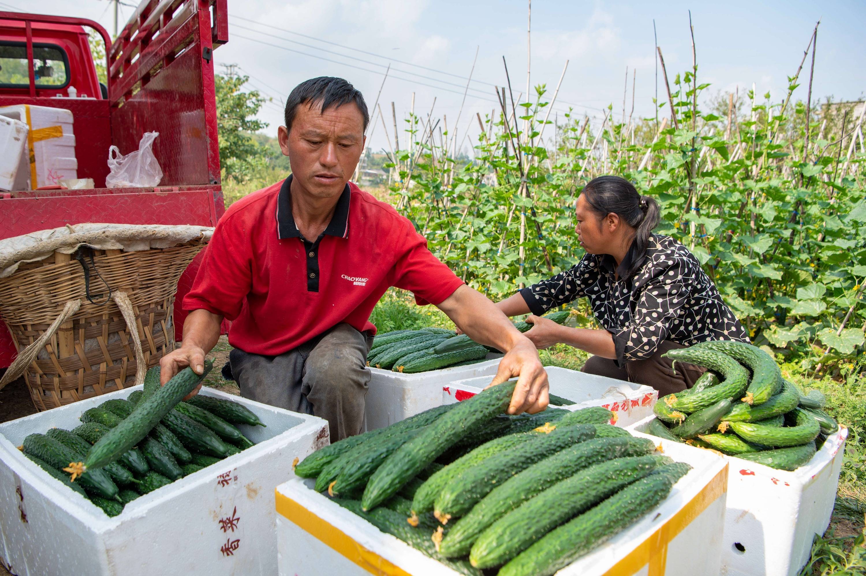 贵州黔西:秋日瓜果飘香