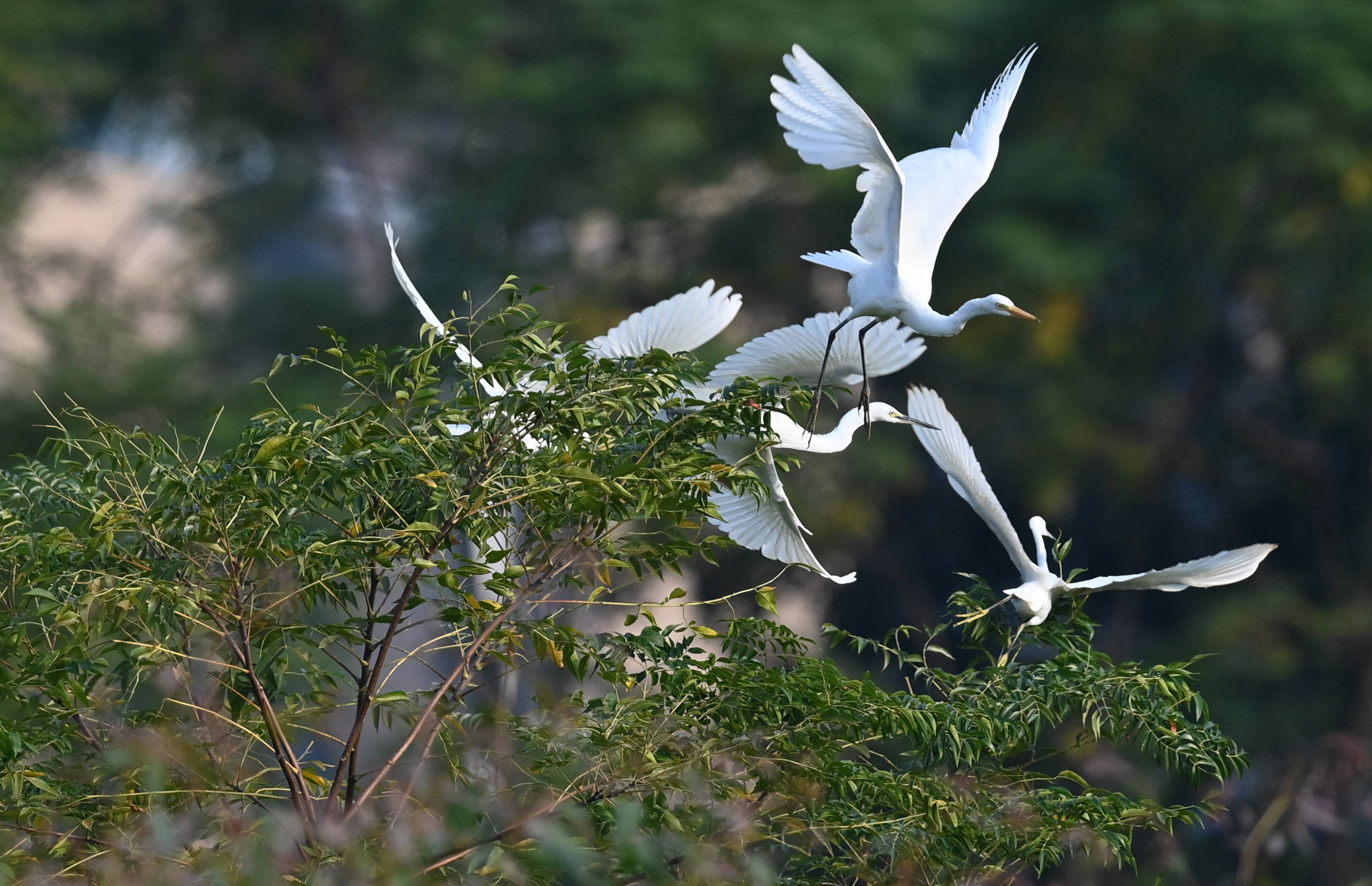 广西柳州水清岸绿鹭鸟来