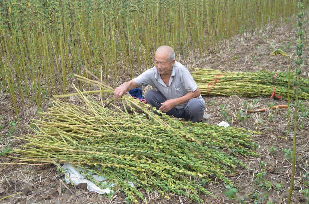 正阳每个村,已经开始!_芝麻