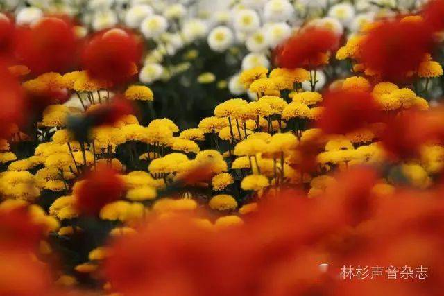 九月的故事音乐版 ce149118a4984c46938d52ac0d56f675.jpeg