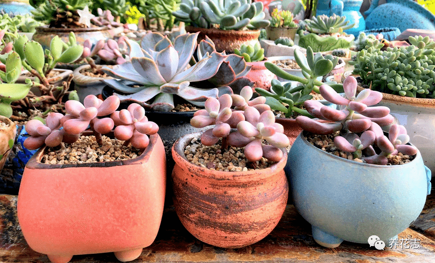 多肉小红灯 df0f71d768e7400b9eb96e4ce557ac2a.png