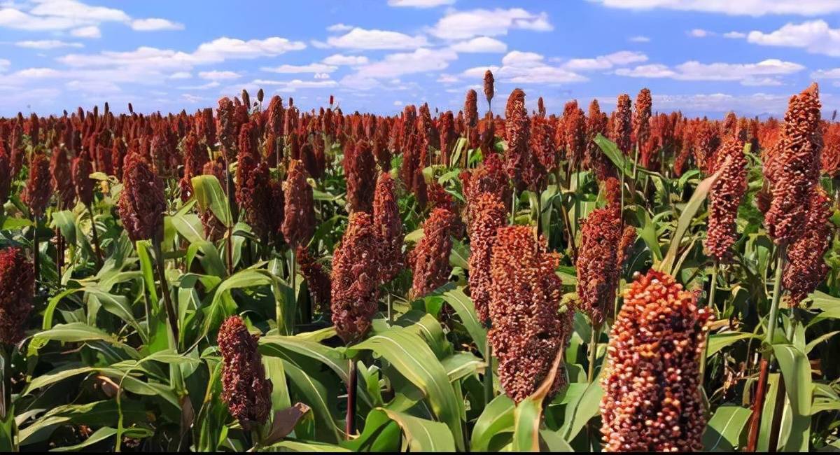 贵州仁怀现55米高高粱山东有三棵则更高为何野高粱会疯长