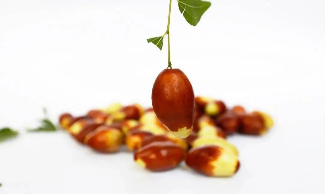 像极了一颗颗镶嵌在枝头的小玛瑙,金海湖马牙枣色泽鲜艳,自古有"一日