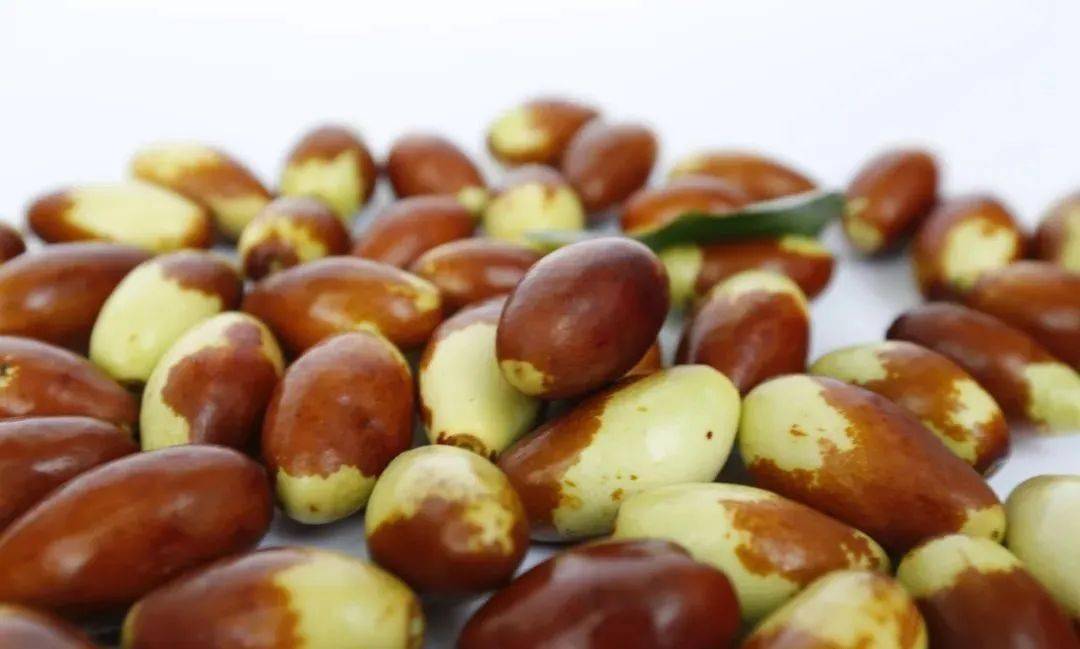 青爱的平谷金海湖镇大枣采摘正当时