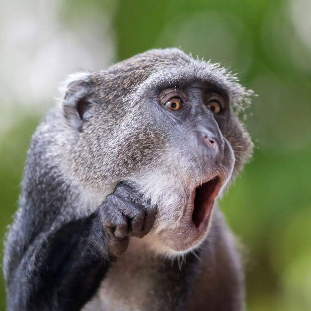 哈哈哈哈～2021搞笑野生动物摄影奖来了!看看年度戏精是谁?_higgins