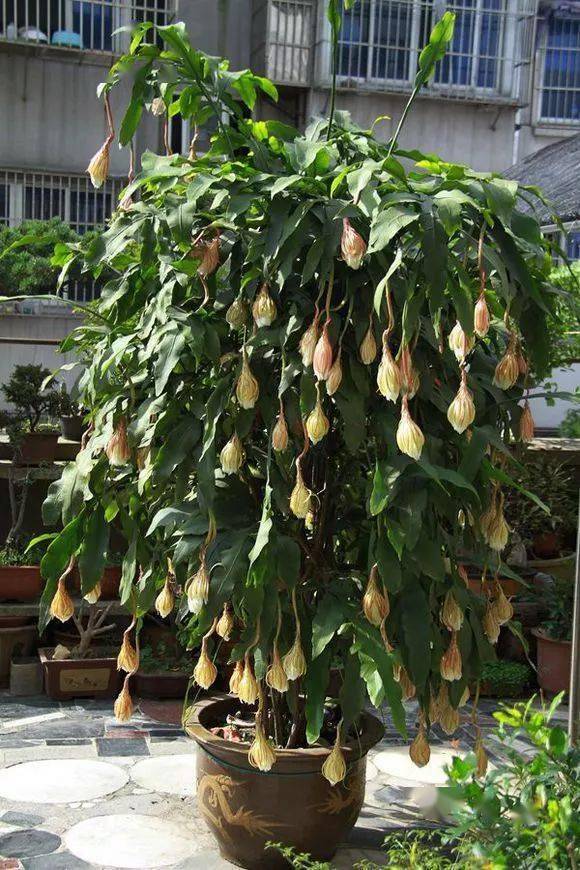 喜欢昙花和令箭荷花这些养花要点要了解