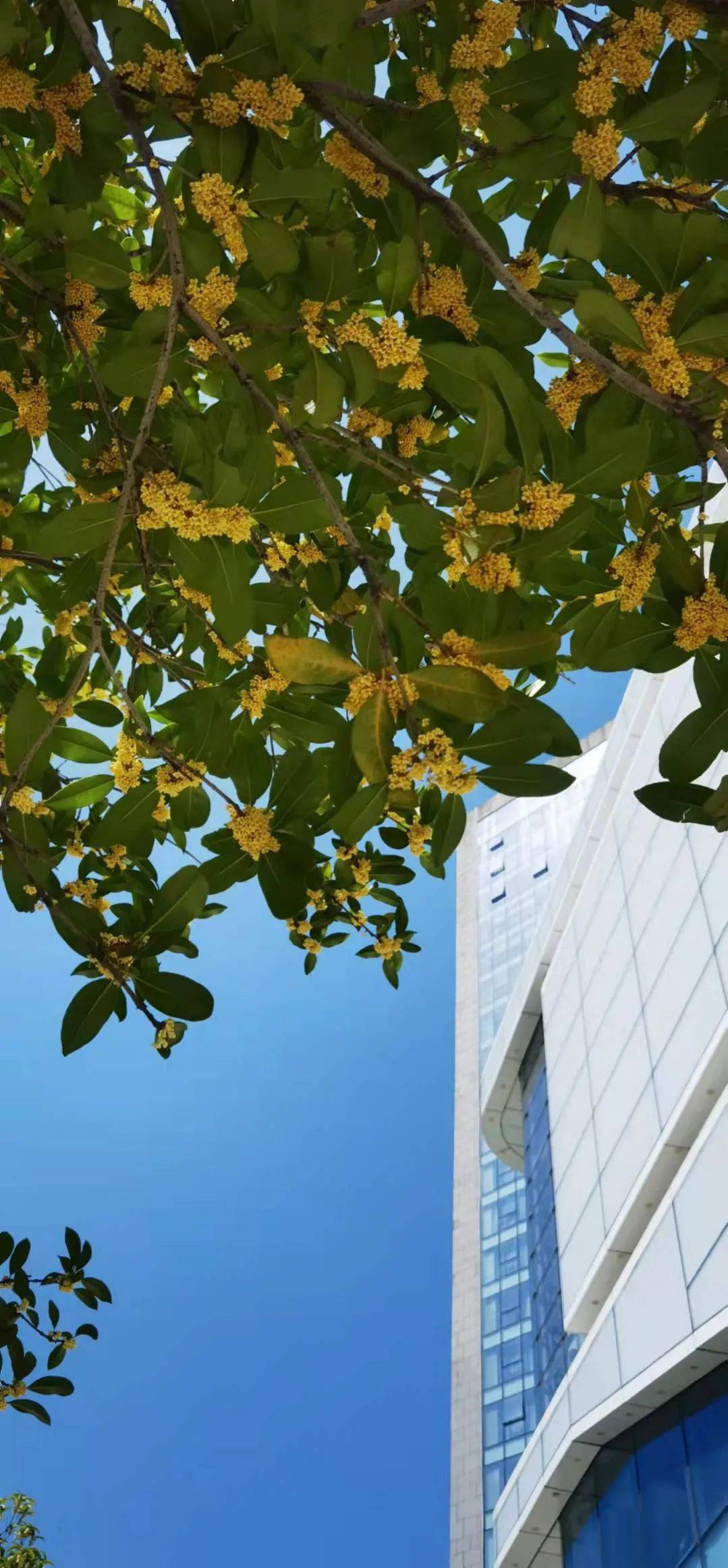 绝美!秋日限定 , 戒不掉的第一缕桂花香