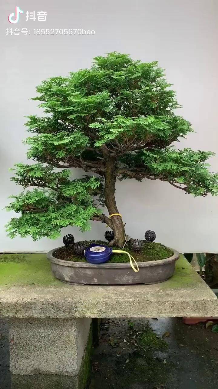 日本津山桧老桩