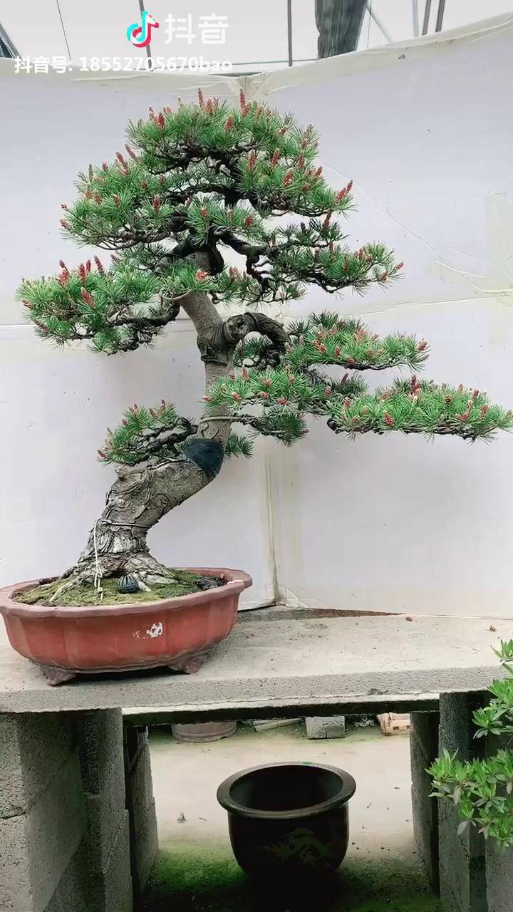 造型五针松开花美如画