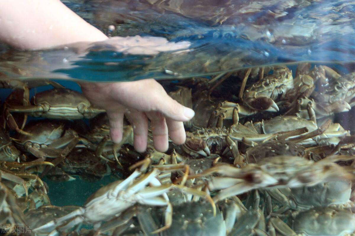 买大闸蟹别只知道阳澄湖,认准这几个产地,蟹黄肥厚,物美价廉_养殖