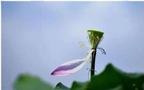 清影花自怜