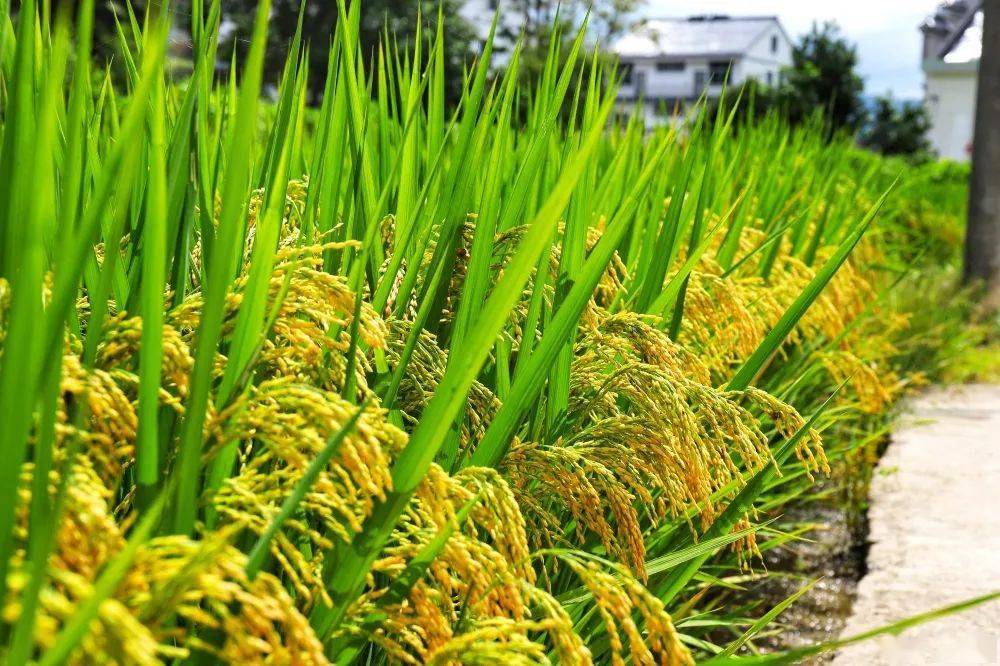 村庄不动水稻在动,生动的水稻用叶片,用色彩托起了家园