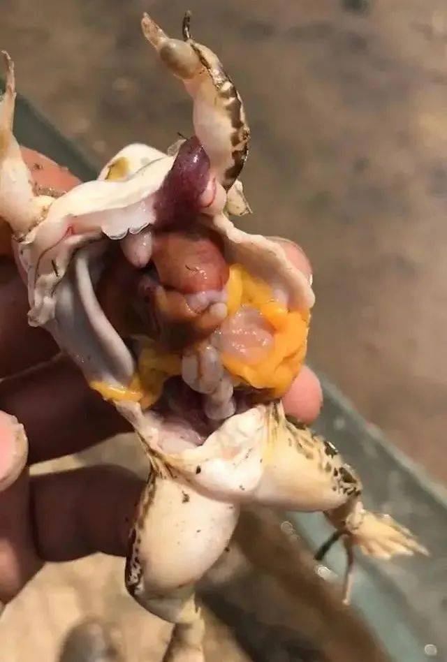 青蛙"腹水"找上门!高发病害如何防控?一文为您全面解答