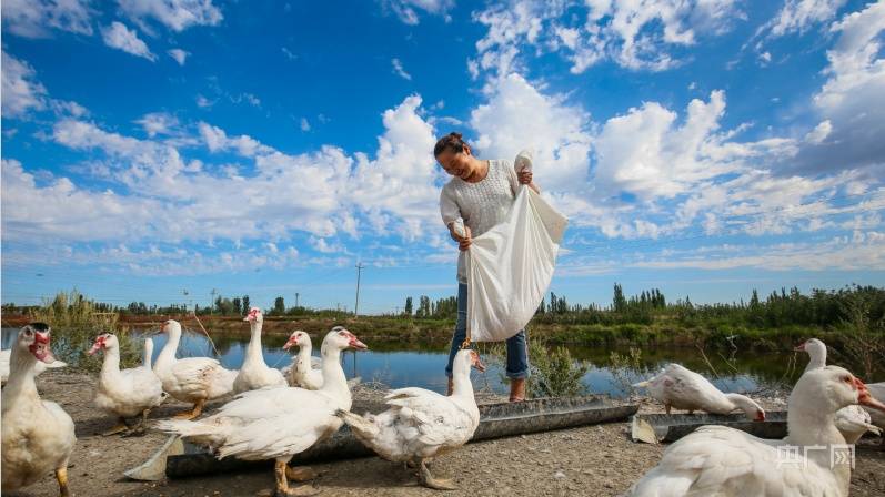 新疆呼图壁:"雁鱼"立体养殖成为农民增收新渠道