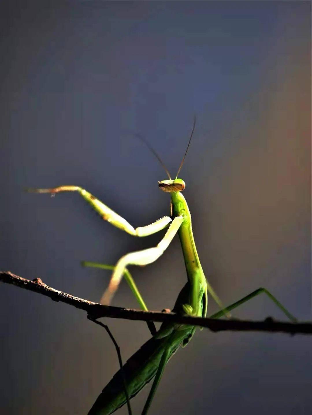 祷告虫的微观写真