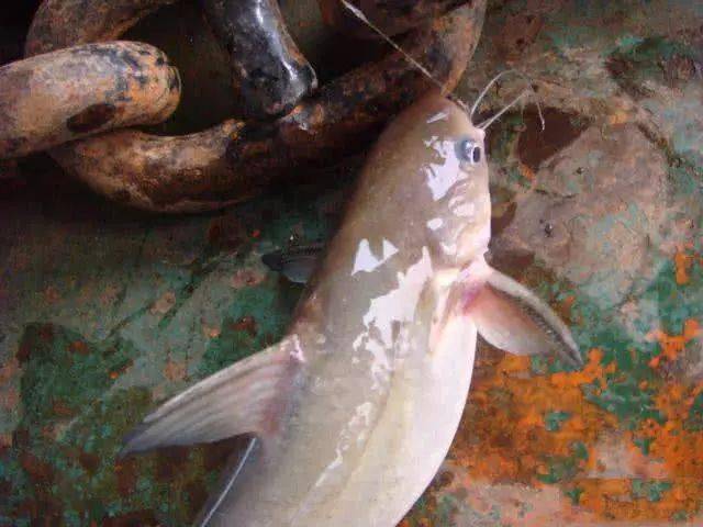 苗条的身材细长的尾巴很多人不认识的江鱼石扁头