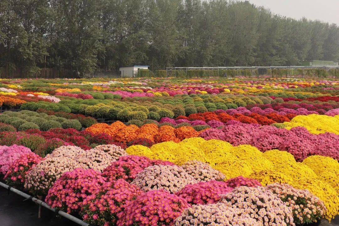 没有什么氛围感是一盆球菊营造不了的,如果有,那就两盆!