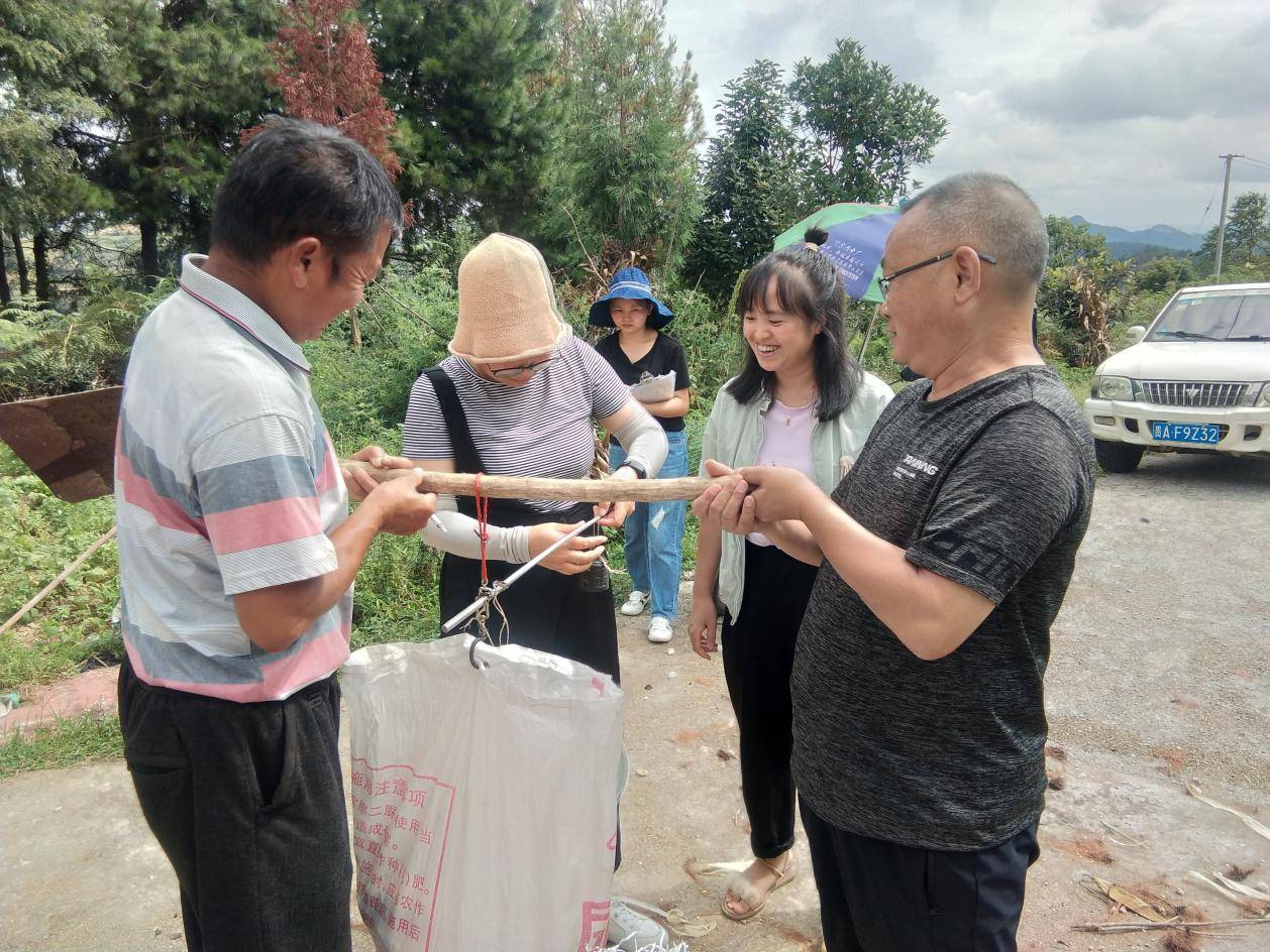 亩产量|提供技术支撑 花溪区农业农村局积极开展玉米测产工作