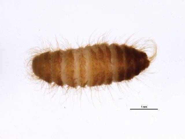 动植物检疫科普谷物头号杀手谷斑皮蠹