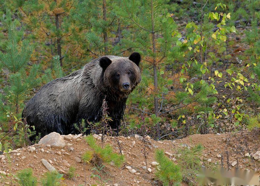 偶遇棕熊"泡澡"!内蒙古大兴安岭北部原始林区上演"熊出没"