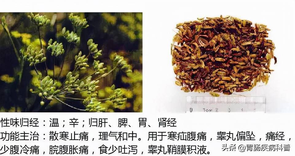 全網最全的中草藥圖譜圖片性味歸經主治功效還不收藏