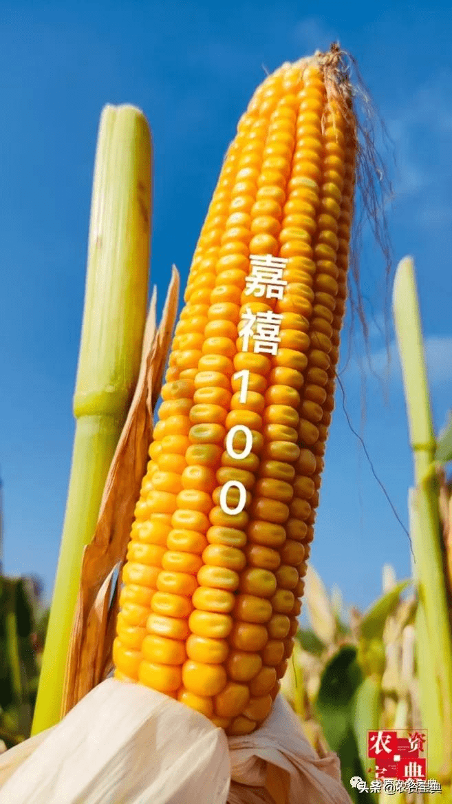 ad14c5218f9e4a8eaa4f95c8bcada840.png