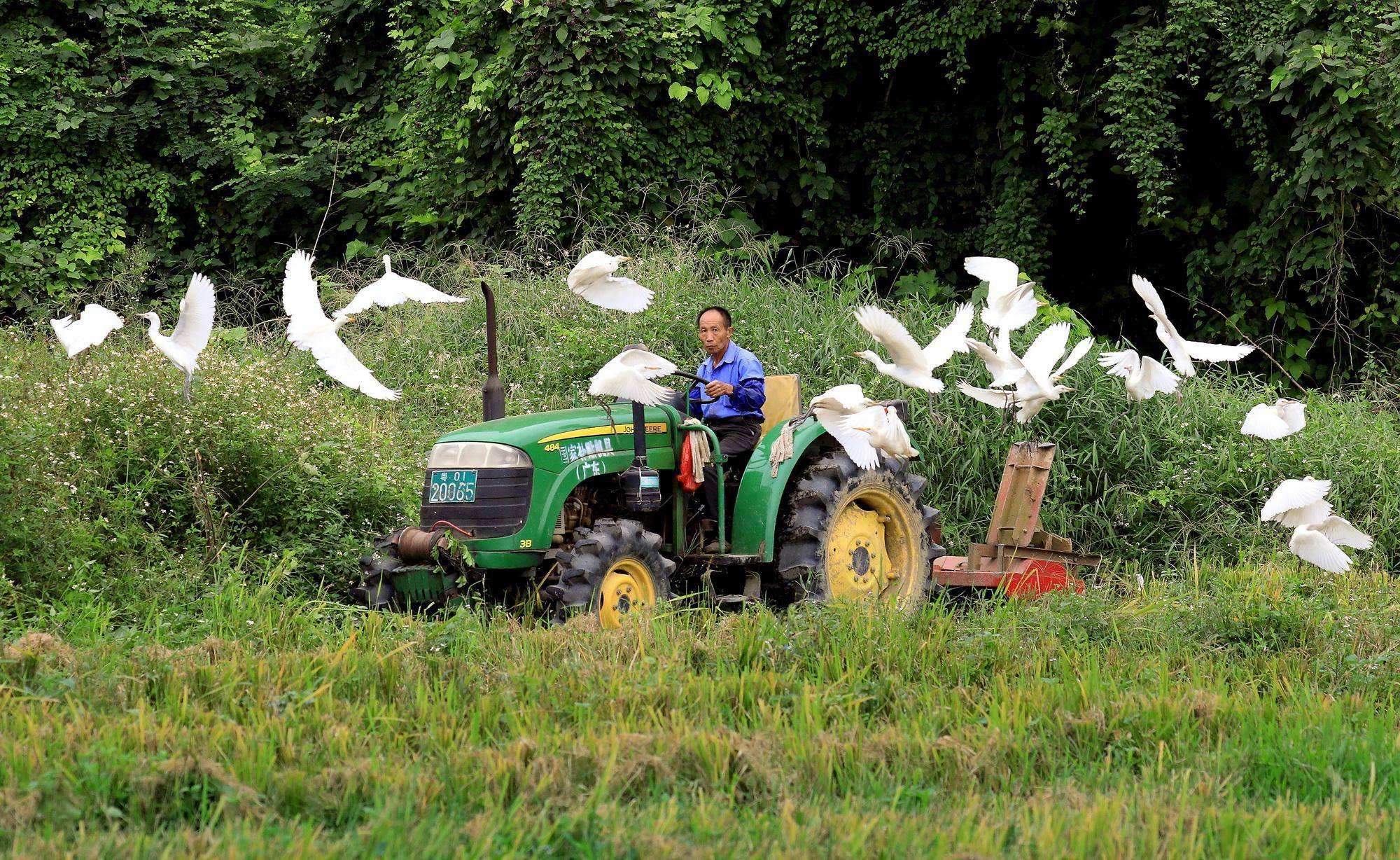 白鹭伴飞拖拉机从化吕田成环保鸟迁徙理想驿站