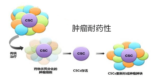 肿瘤耐药的产生机制肿瘤和非肿瘤干细胞增殖和分化都需要ros的激活
