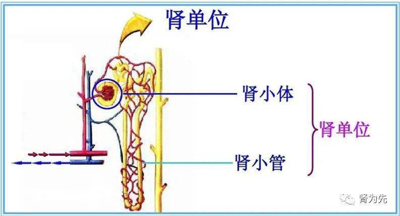 简单介绍了肾脏的组织结构之后,下面进入今天的主题.
