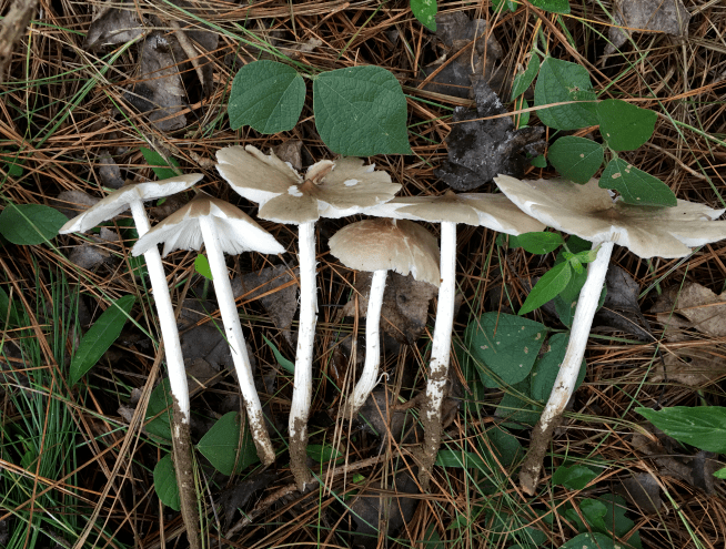 鸡枞菌(可食)听了我的介绍,你是不是怕了呢?