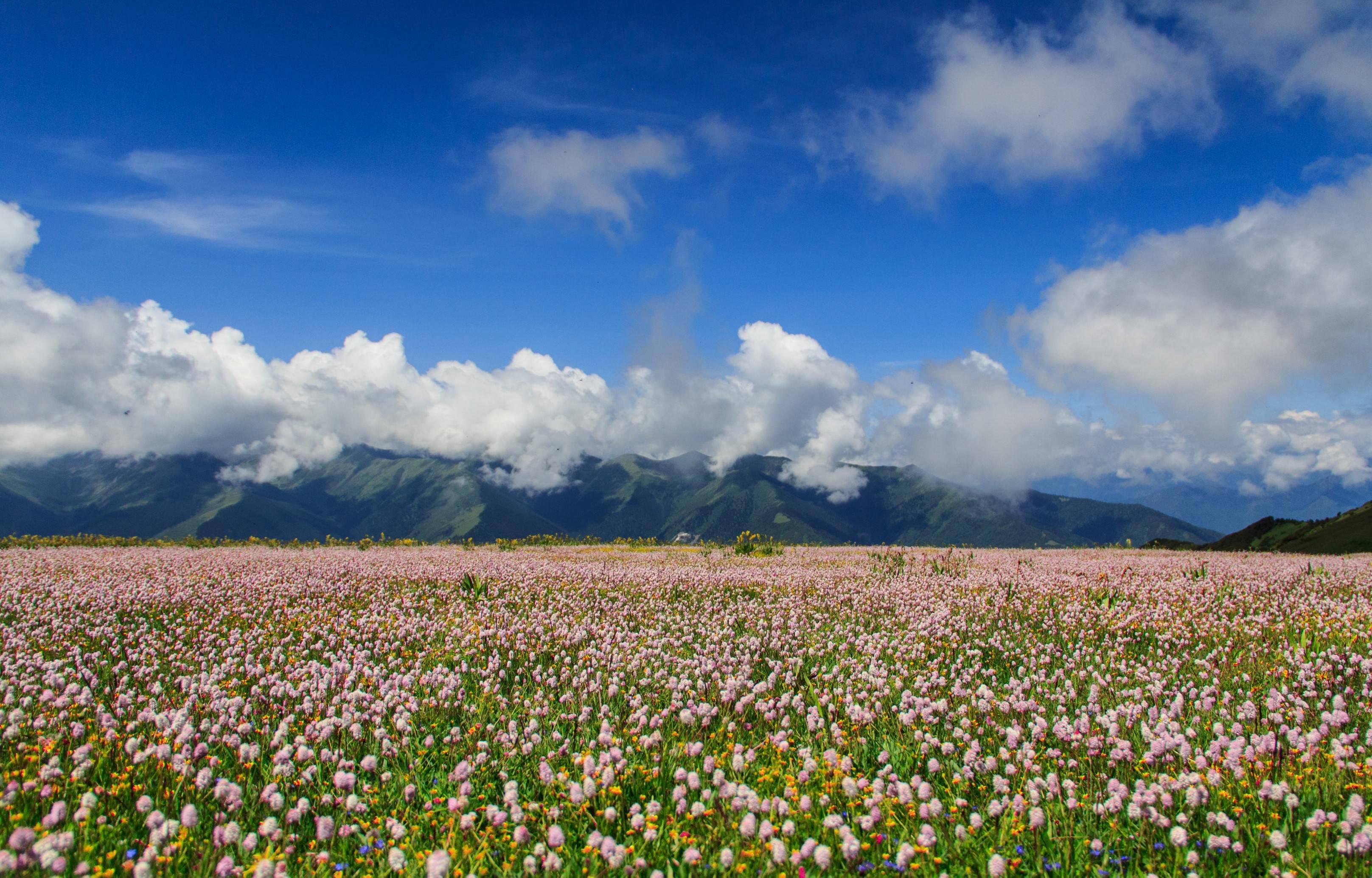 关注金川县发布5个2021年重点招商引资项目