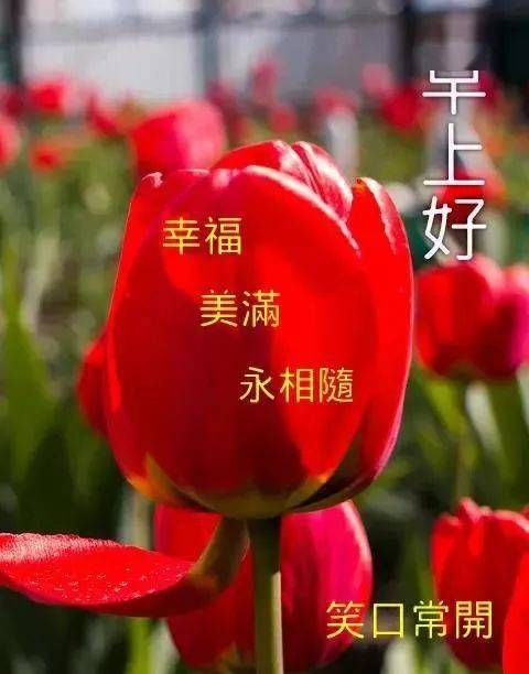 秋天清晨早安問候祝福動畫圖片鮮花帶字_生活