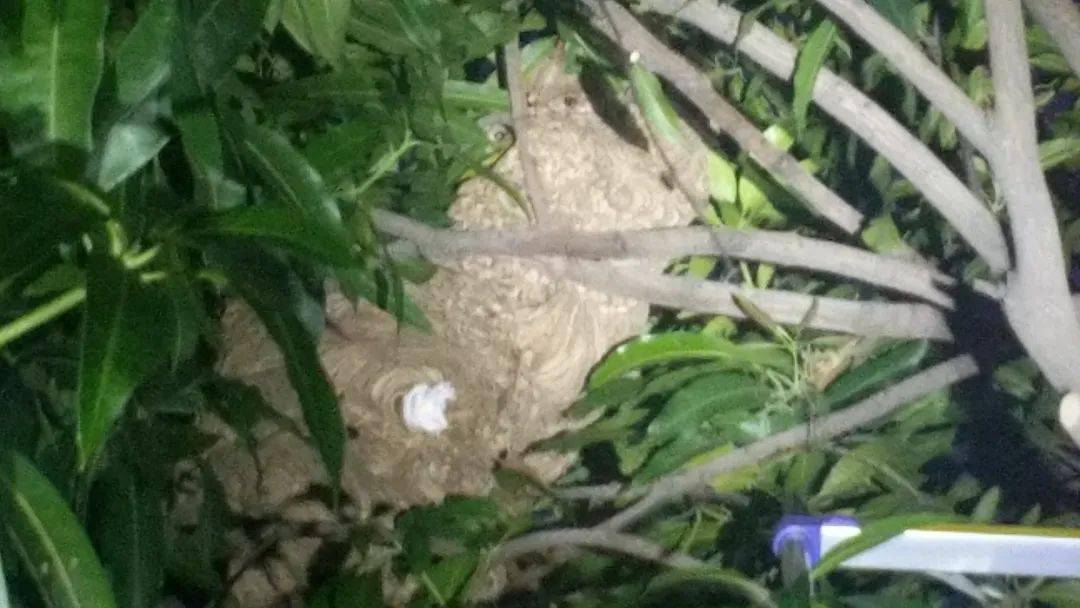 普宁一幼儿园发现巨大虎头蜂窝