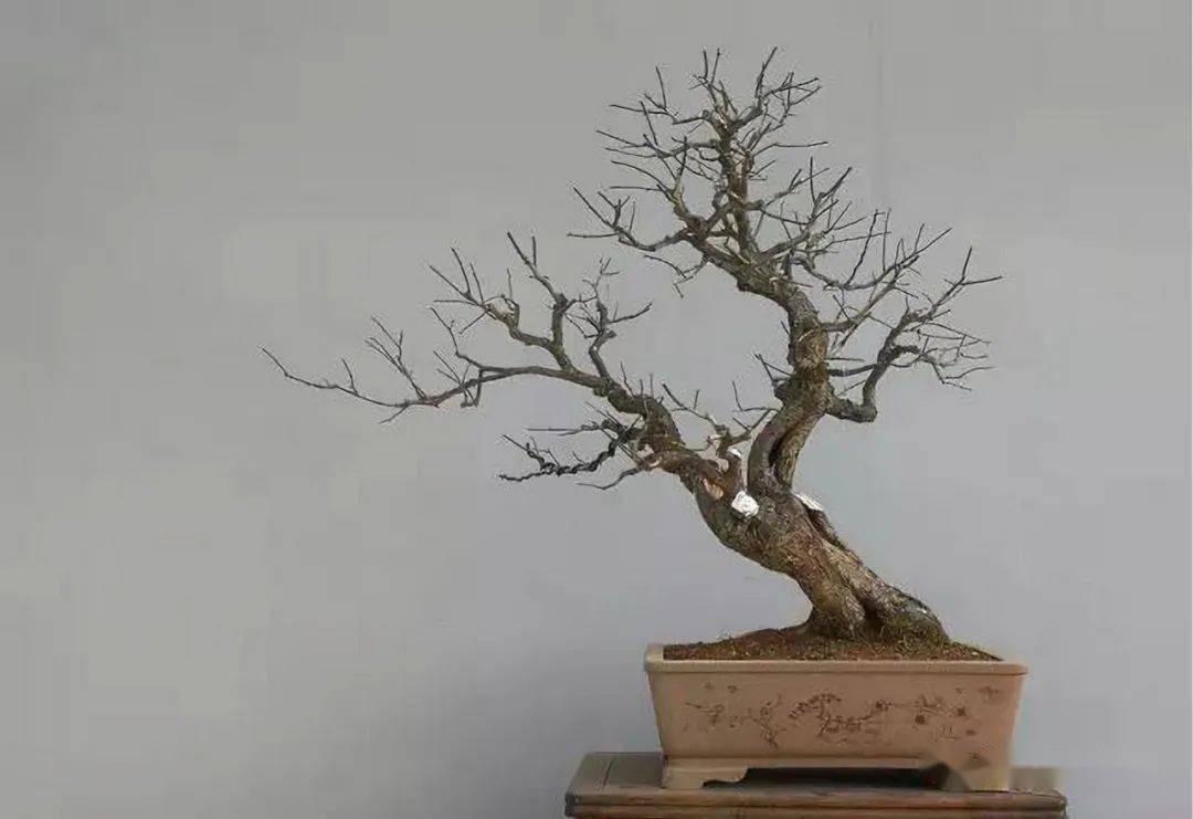 绿萼梅改作前后大不同!快看徐昊大师制作详解_盆景