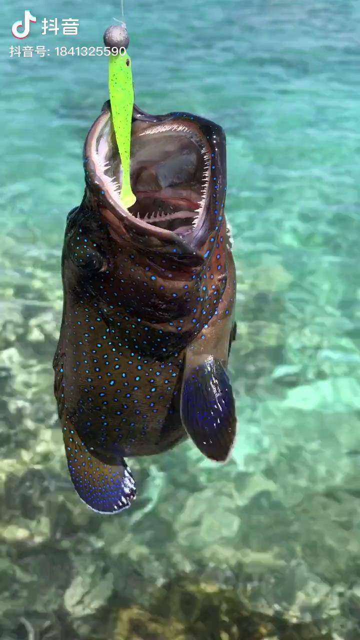 蓝星斑身上蓝色斑点让人觉得很梦幻海南路亚路亚钓鱼