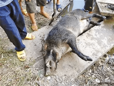 达州2人安电网电野猪,不慎电死村民!