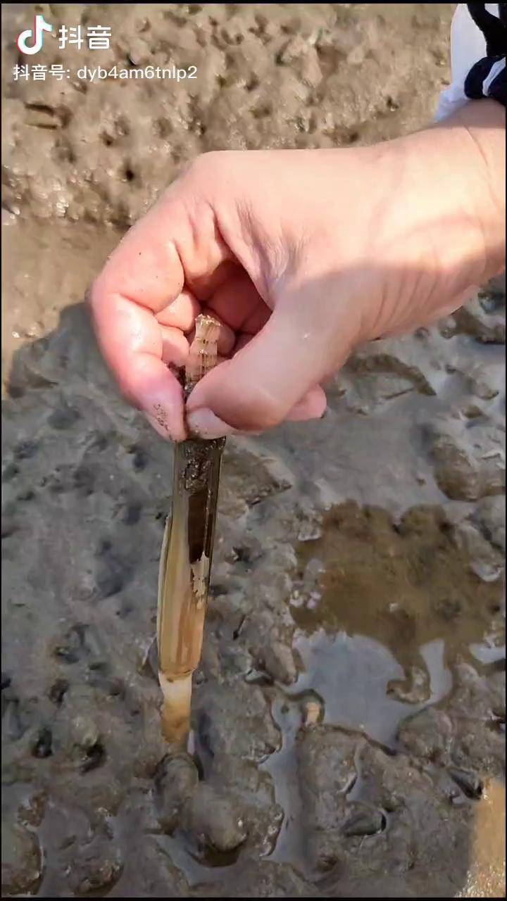 盐钓竹节蛏